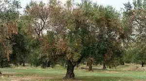 Danni da Xylella fastidiosa: indennizzi per la perdita di produzione olivicola nelle annualità 2018-2019